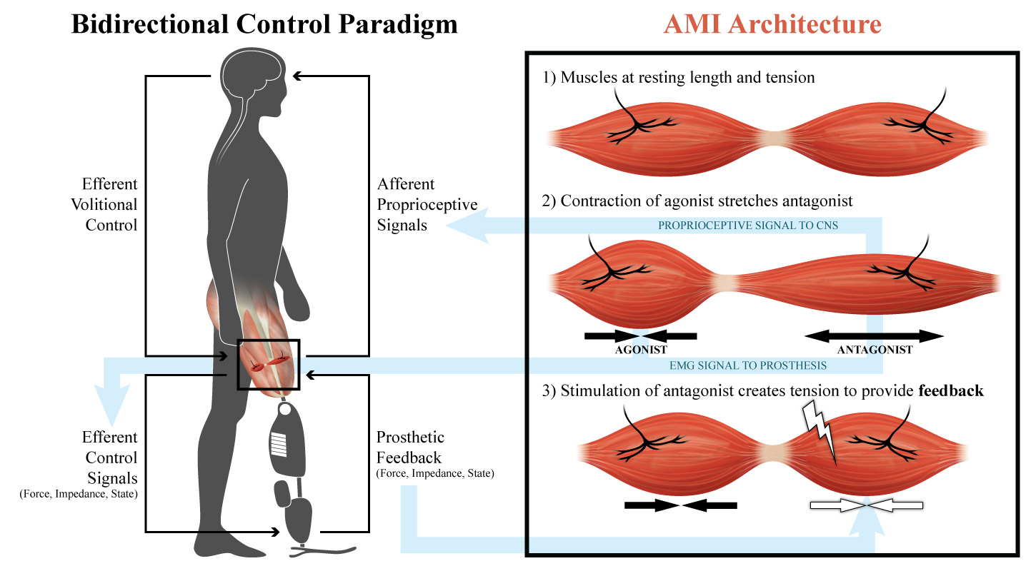 AMI Architecture illustration