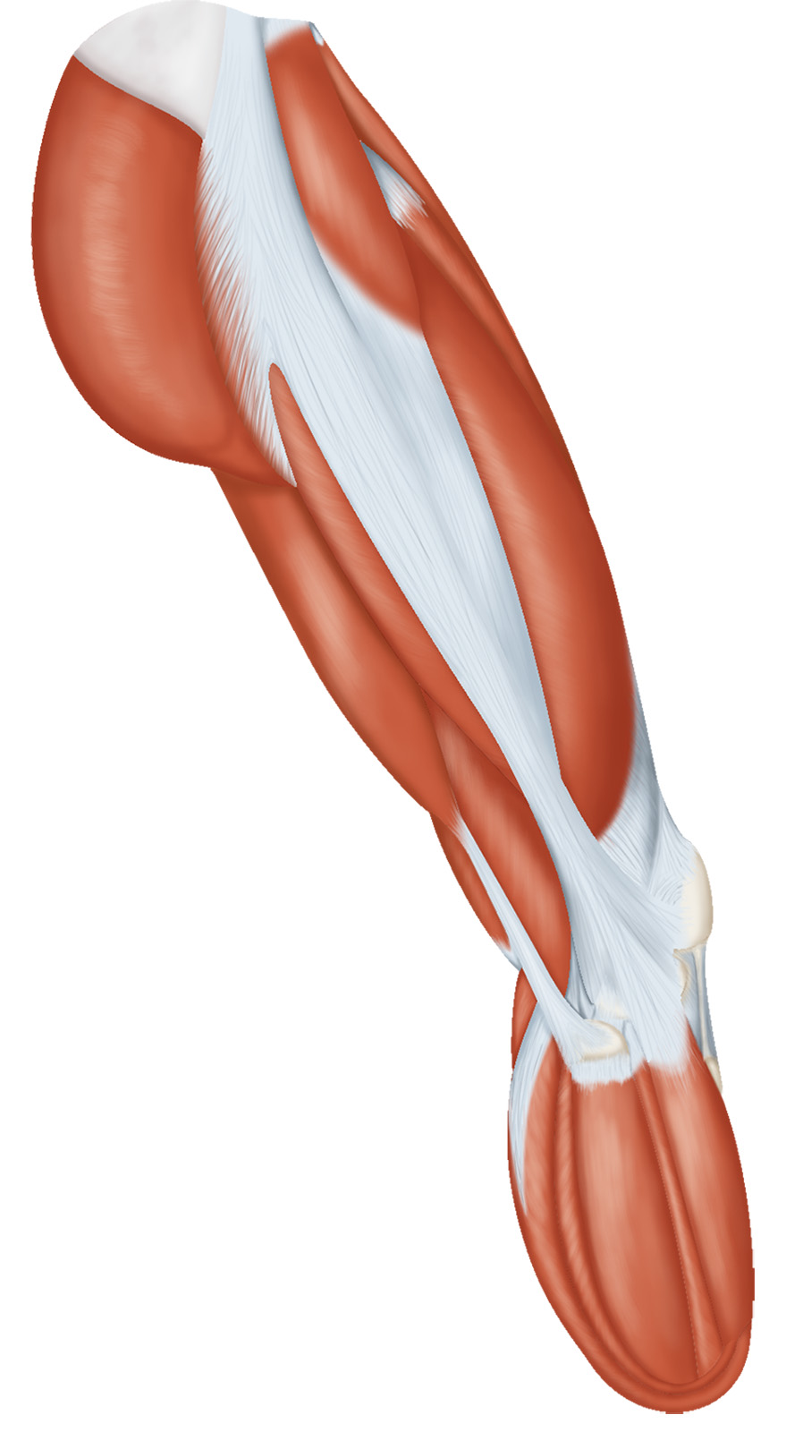 Below-knee amputee musculature
