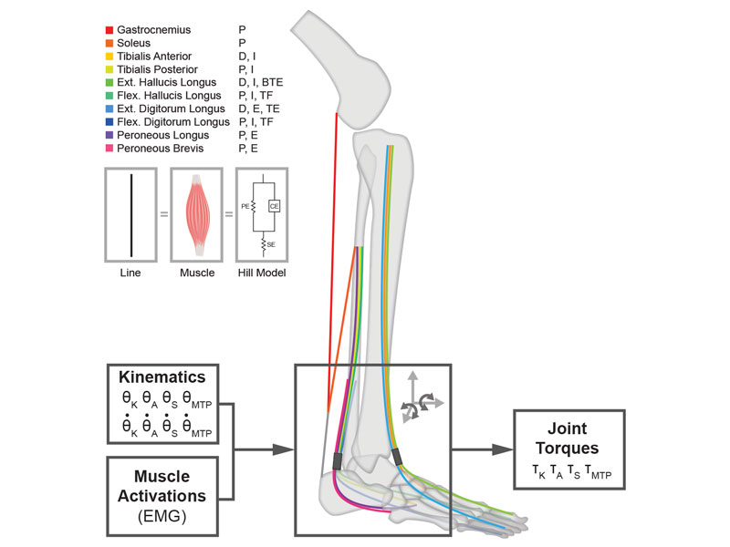 Ankle-foot biomechanical model