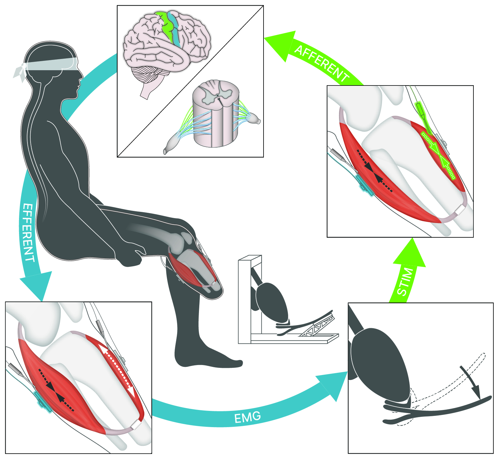 Neural control overview